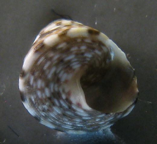 Tenerife, Canarie - Famiglia Trochidae